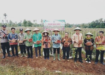 Panen Raya Cabai di Adiluwih, Bupati Pringsewu Dorong Inovasi dan Ketahanan Pangan