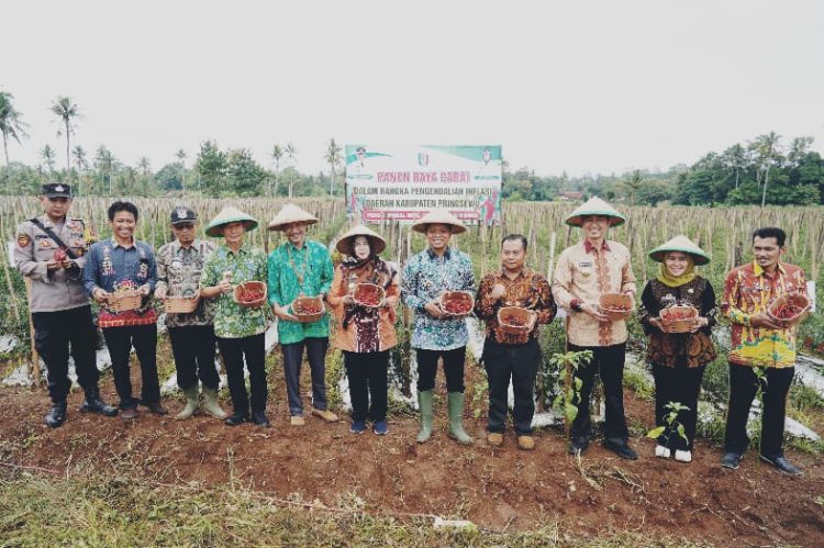 Panen Raya Cabai di Adiluwih, Bupati Pringsewu Dorong Inovasi dan Ketahanan Pangan