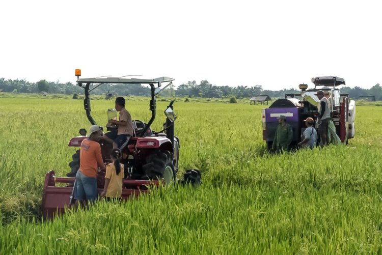 Petani Tersenyum, Lampung Timur Panen Raya: Bupati Ela Janji Perjuangkan Harga dan Teknologi