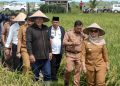 Panen Raya di Jabung: Bupati Ela Tegaskan Komitmen Majukan Pertanian Lampung Timur