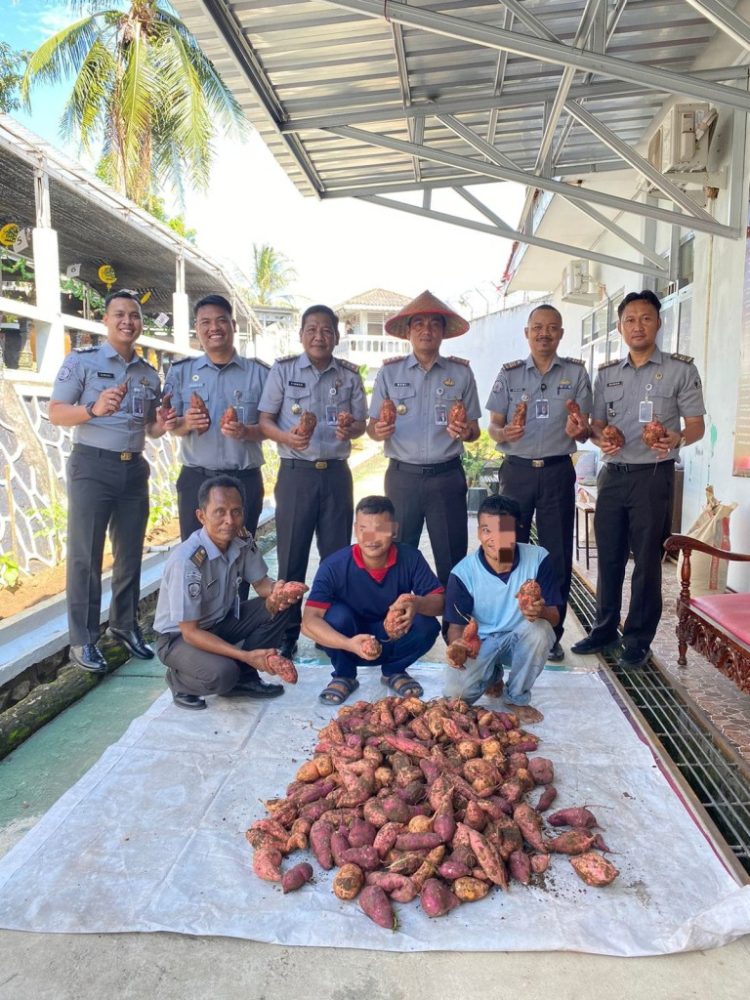 Lapas Kalianda Ciptakan Kesempatan Baru: Panen Ubi Jadi Langkah Inovatif Ketahanan Pangan