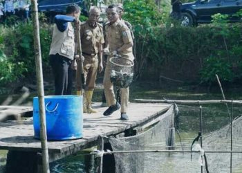 Dorong Ekonomi Perikanan, Bupati Pringsewu Panen Ikan Nila Bersama Pokdakan Widya Mandala