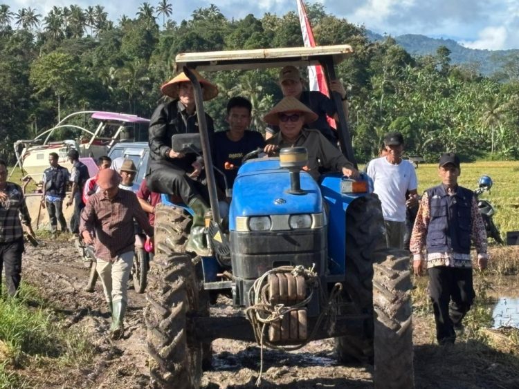 Pemkab Tanggamus Gelar Panen Raya Padi Serentak, Dorong Swasembada Pangan