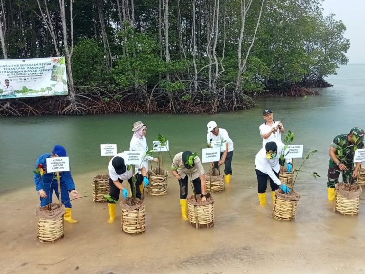 Gubernur Lampung Kolaborasi Tanam 3.000 Mangrove di Pesawaran, Lawan Abrasi dan Perubahan Iklim