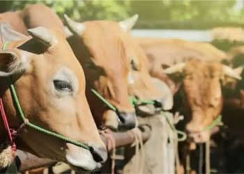 Sambut Iduladha, Pemkab Tanggamus Siapkan 56 Hewan Qurban Termasuk Bantuan Sapi 900 Kg dari Presiden