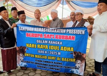 Bupati Pringsewu Pimpin Salat Idul Adha dan Langsung Sembelih Hewan Kurban Bantuan Presiden