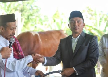 Sapi Kurban dari Presiden Diserahkan, Parosil: Jadikan Inspirasi Peternak Lokal Lampung Barat