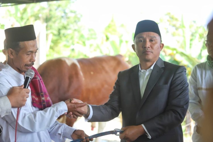 Sapi Kurban dari Presiden Diserahkan, Parosil: Jadikan Inspirasi Peternak Lokal Lampung Barat