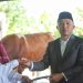 Sapi Kurban dari Presiden Diserahkan, Parosil: Jadikan Inspirasi Peternak Lokal Lampung Barat