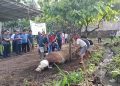 Makna Kurban Menurut Bupati Tanggamus: Wujud Cinta dan Kepedulian Sosial