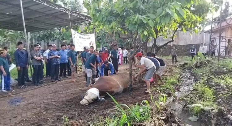 Makna Kurban Menurut Bupati Tanggamus: Wujud Cinta dan Kepedulian Sosial