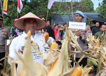Panen Jagung Bareng Jaksa, Tanggamus Tanam Harapan & Panen Integritas
