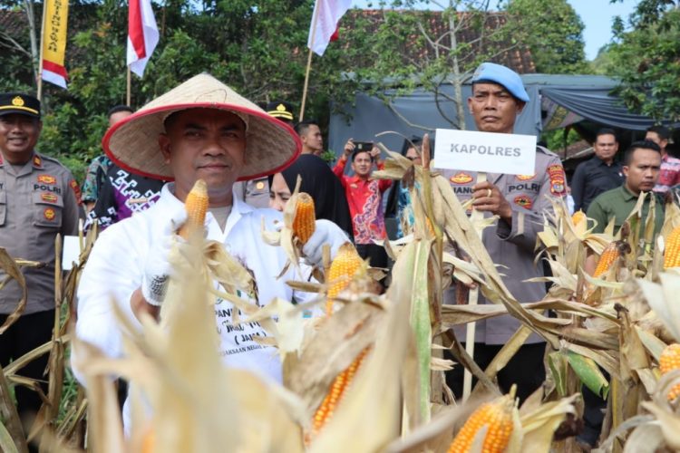 Panen Jagung Bareng Jaksa, Tanggamus Tanam Harapan & Panen Integritas