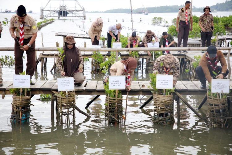 Tanam 1.000 Bibit Mangrove, Lampung Gaungkan Semangat Merawat Bumi dari Pesawaran