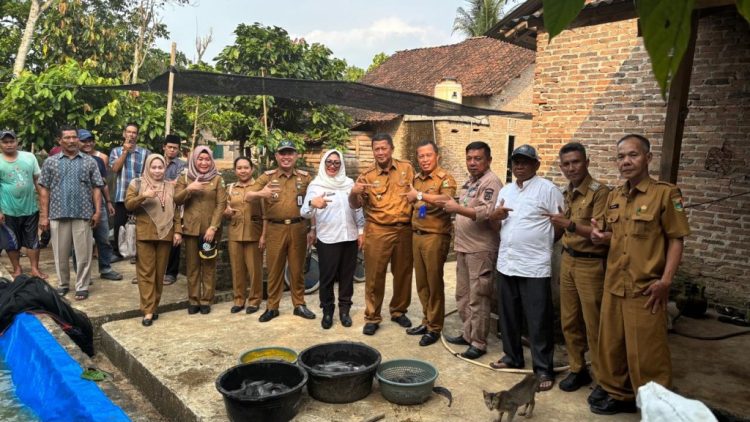 TPID Tanggamus Tinjau Panen Ikan Lele Pokdakan Barokah di Pugung, Targetkan Panen 3 Ton