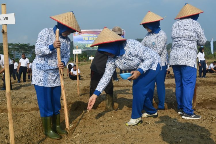 Lanal Lampung Tanam Kedelai Migo AL 1-89, Dukung Ketahanan Pangan Nasional