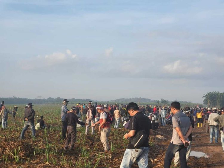 Klaim Tanah Adat, Warga Tiga Kampung Anak Tuha Tanami Lahan PT BSA