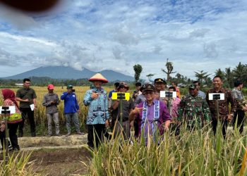 Wakil Bupati Tanggamus Hadiri Panen Raya Padi Organik di Talang Padang