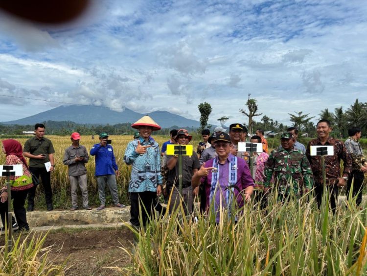 Wakil Bupati Tanggamus Hadiri Panen Raya Padi Organik di Talang Padang