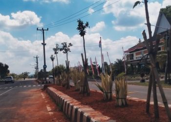 Pringsewu Geger! Pohon Ketapang Kencana di Median Jalan Pemda Dibongkar, Warga Keluhkan Panas Terik
