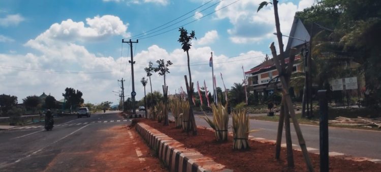 Pringsewu Geger! Pohon Ketapang Kencana di Median Jalan Pemda Dibongkar, Warga Keluhkan Panas Terik