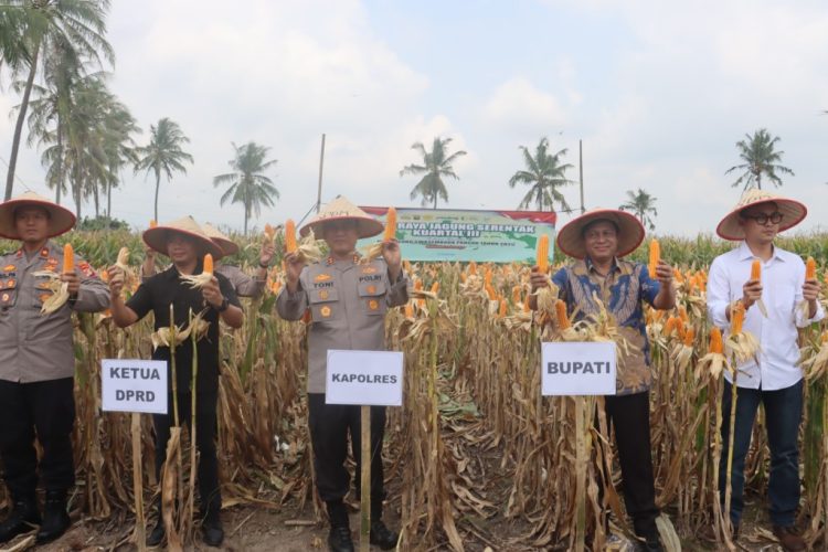 Polres Lampung Selatan Gelar Panen Raya Jagung Kuartal III 2025, Kapolres Toni Kasmiri Turut Turun Tangan
