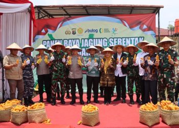 Panen Raya Jagung di Pringsewu, Kapolda dan Pangdam Tunjukkan Kolaborasi Kuat untuk Swasembada Pangan