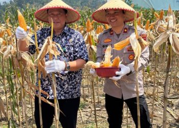 Polres Tanggamus Gelar Panen Jagung Kuartal III 2025, Bupati dan Forkopimda Turut Hadir Dukung Ketahanan Pangan