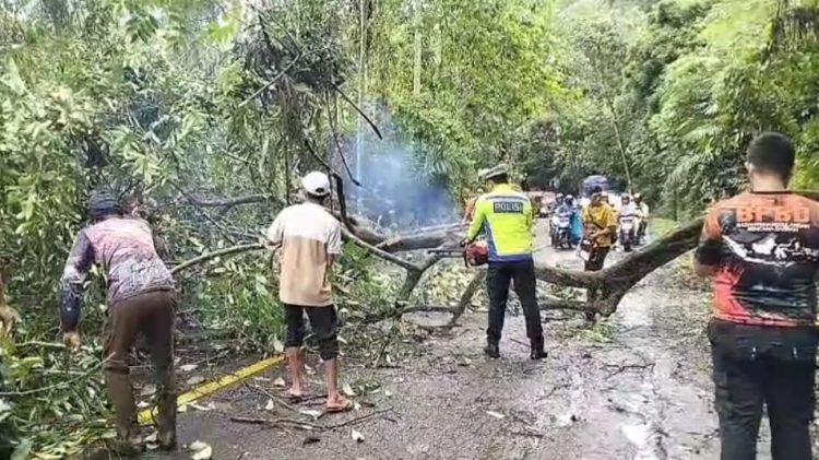 Sat Lantas Polres Tanggamus Gerak Cepat Bersihkan Pohon Tumbang di Batu Kramat, Arus Lalin Kembali Normal