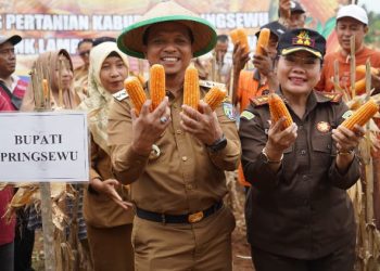 Kabupaten Pringsewu Menggagas Lompatan Besar: Panen Jagung Jadi Momentum Emas Dongkrak Ekonomi Petani 2025