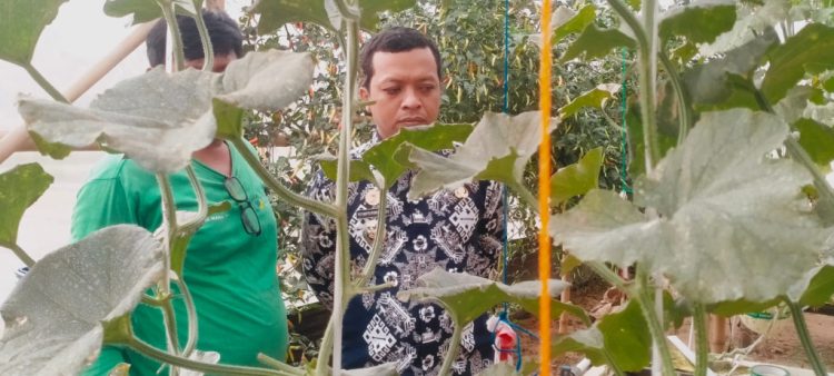 Bupati Riyanto Tinjau Budidaya Melon Hidroponik di Sukoharjo I