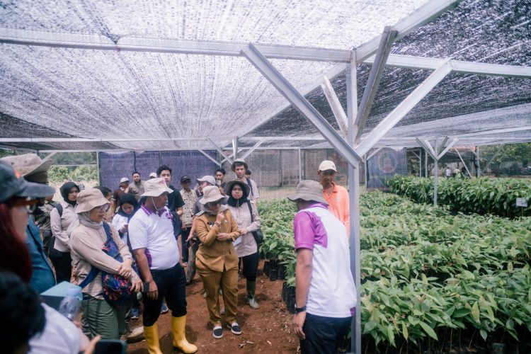 Agroforestry Kakao Jadi Strategi Lampung Timur Hadapi Perubahan Iklim