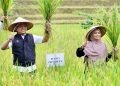 Bupati Pringsewu Hadiri Panen Raya Padi Sehat Kelompok Tani Mina Raharja