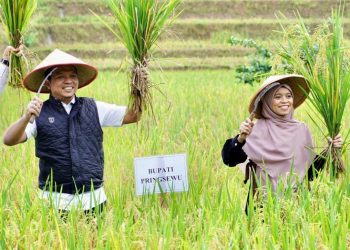 Bupati Pringsewu Hadiri Panen Raya Padi Sehat Kelompok Tani Mina Raharja