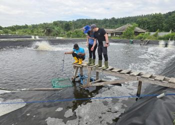 Pakan Berbasis Serangga Jadi Solusi Baru Industri Udang Nasional