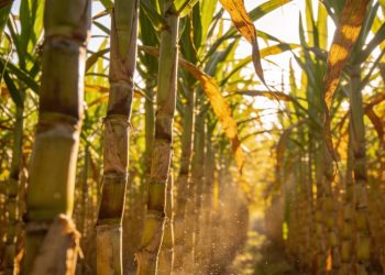 Petani di Lampung Utara Butuh Grab Loader dan Pompa Air untuk Panen Tebu