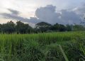 Hutan Perjudian Nyawa: Bisikan Gelap yang Menuntut Tumbal