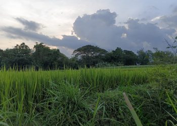 Hutan Perjudian Nyawa: Bisikan Gelap yang Menuntut Tumbal