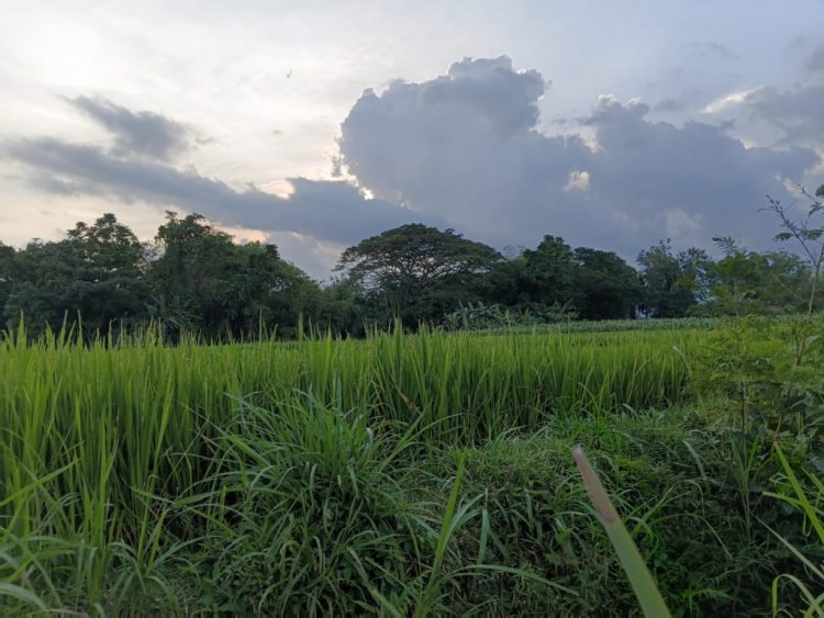 Hutan Perjudian Nyawa: Bisikan Gelap yang Menuntut Tumbal