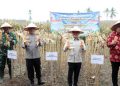 Prabowo Pimpin Panen Raya Jagung Kuartal II 2026, Lampung Selatan Panen 3 Hektare
