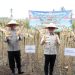 Prabowo Pimpin Panen Raya Jagung Kuartal II 2026, Lampung Selatan Panen 3 Hektare