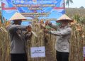 Panen Jagung Serentak di Desa Kedaton, Sinergi Polri dan Pemda Diperkuat