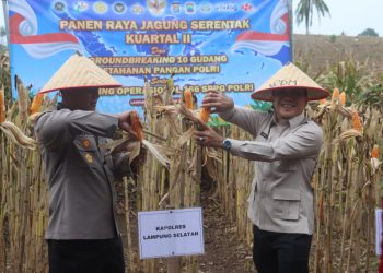 Panen Jagung Serentak di Desa Kedaton, Sinergi Polri dan Pemda Diperkuat