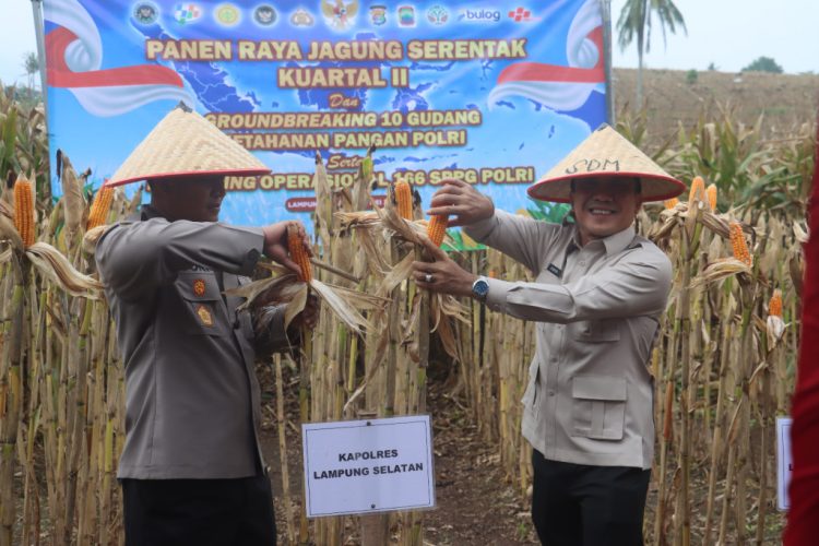 Panen Jagung Serentak di Desa Kedaton, Sinergi Polri dan Pemda Diperkuat