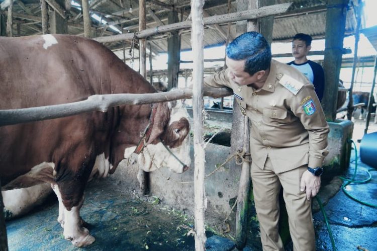 Pemkab Pringsewu dan AM Farm Perbarui MoU Pengelolaan Rumah Potong Hewan