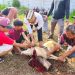 Qurban PPTQ MSI Lampung 1447 H Perkuat Nilai Sakai Sambayan dan Kepedulian Sosial