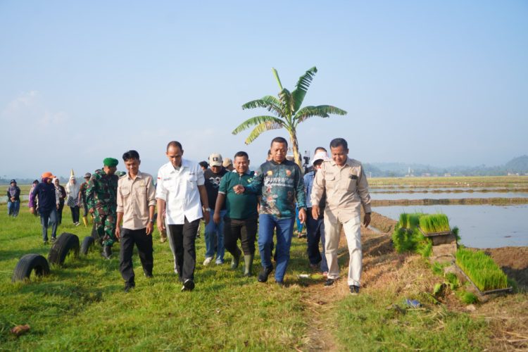 Dorong Pertanian Modern, Pringsewu Luncurkan Corporate Farming