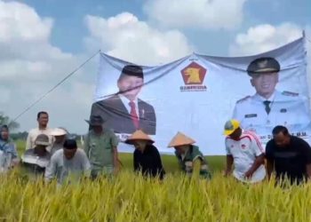 Hadiri Syukuran Panen Padi di Natar, Ketua DPRD Lampung Selatan Tegaskan Komitmen Tingkatkan Kesejahteraan Petani