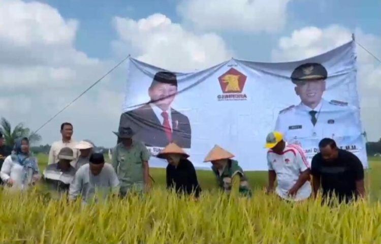 Hadiri Syukuran Panen Padi di Natar, Ketua DPRD Lampung Selatan Tegaskan Komitmen Tingkatkan Kesejahteraan Petani