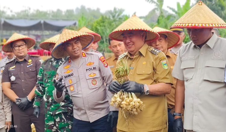 Kolaborasi Polres dan Petani Berbuah Manis, Bawang Putih Grade A Berhasil Dipanen di Ulubelu